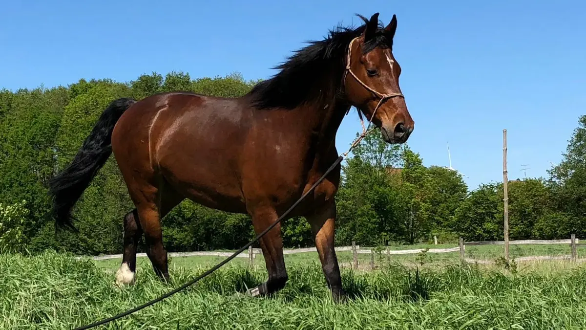 Sarahs Pferd im Herbstlicht